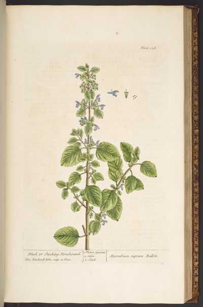 Levy 136, "Utelias yrtti" tekijältä Elizabeth Blackwell