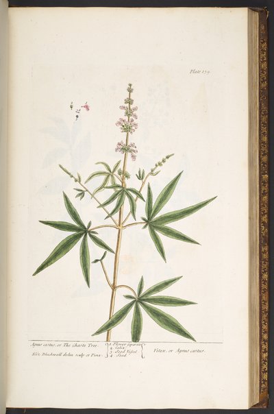 Levy 139, "A Curious Herbal" tekijältä Elizabeth Blackwell