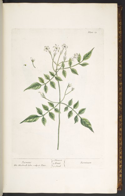 Levy 13, Jasmine, "A Curious Herbal" tekijältä Elizabeth Blackwell