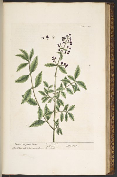 Levy 140, "A Curious Herbal" tekijältä Elizabeth Blackwell