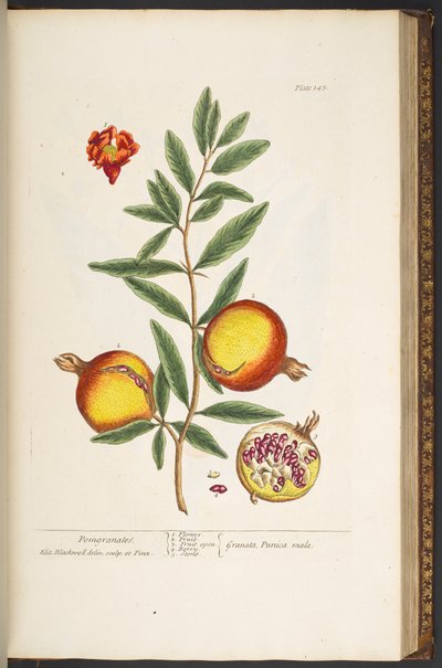 Levy 145, "Utelias yrtti" tekijältä Elizabeth Blackwell