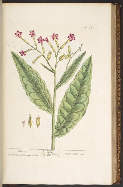 Levy 146, tupakka, "A Curious Herbal" tekijältä Elizabeth Blackwell
