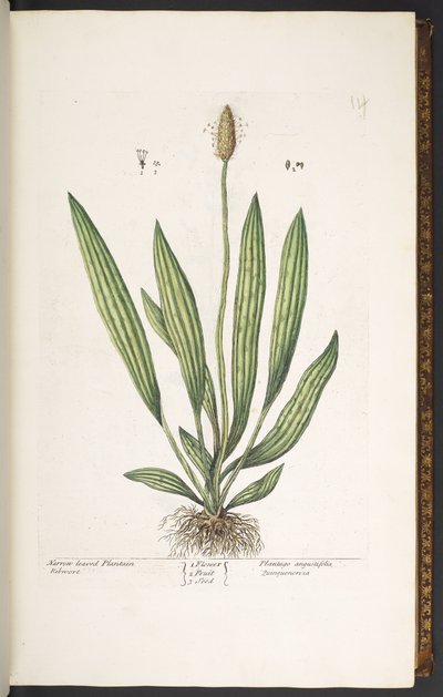 Levy 14, kapealehtinen jauhobanaani, "A Curious Herbal" tekijältä Elizabeth Blackwell