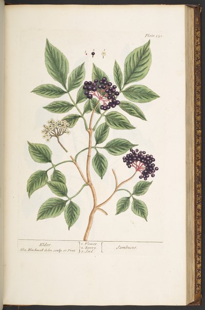 Levy 151, "A Curious Herbal" tekijältä Elizabeth Blackwell