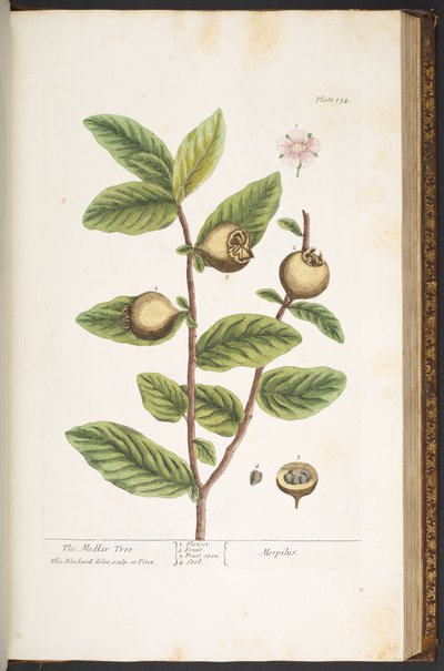 Levy 154, "A Curious Herbal" tekijältä Elizabeth Blackwell