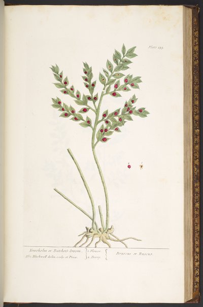 Levy 155, "A Curious Herbal" tekijältä Elizabeth Blackwell
