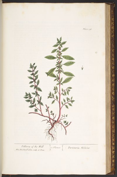 Levy 156, "A Curious Herbal" tekijältä Elizabeth Blackwell