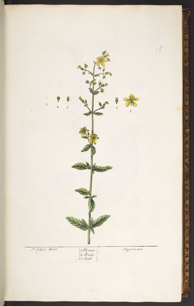 Levy 15, mäkikuisma, kirjasta "A Curious Herbal" tekijältä Elizabeth Blackwell