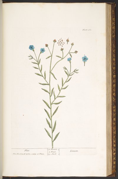 Levy 160, "A Curious Herbal" tekijältä Elizabeth Blackwell