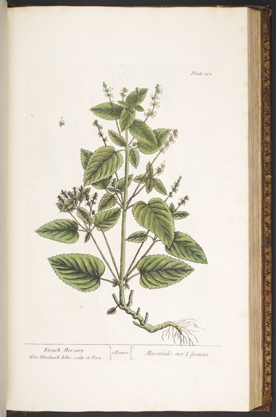 Levy 162, "A Curious Herbal" tekijältä Elizabeth Blackwell