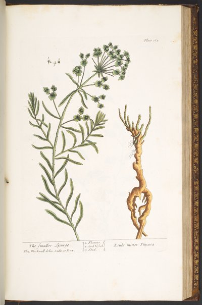 Levy 163, "A Curious Herbal" tekijältä Elizabeth Blackwell