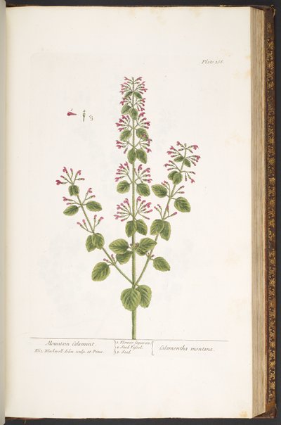 Levy 166, Mountain Calamint, "A Curious Herbal" tekijältä Elizabeth Blackwell