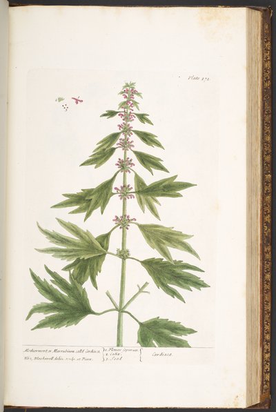 Levy 171, "A Curious Herbal" tekijältä Elizabeth Blackwell