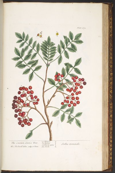 Levy 173, "A Curious Herbal" tekijältä Elizabeth Blackwell