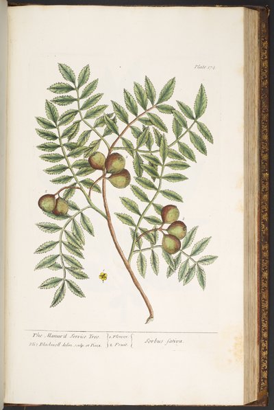 Levy 174, "A Curious Herbal" tekijältä Elizabeth Blackwell
