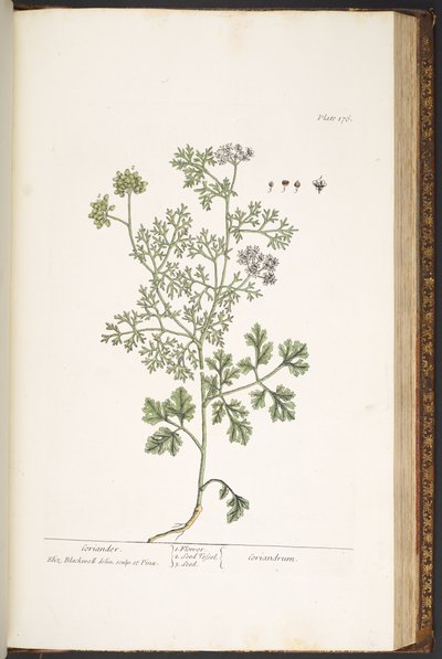 Levy 176, "A Curious Herbal" tekijältä Elizabeth Blackwell