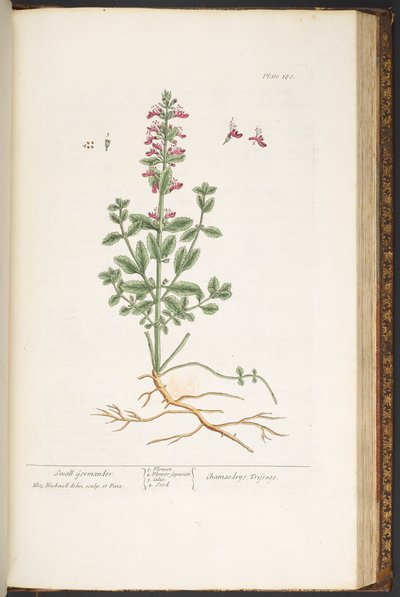 Levy 180, "A Curious Herbal" tekijältä Elizabeth Blackwell