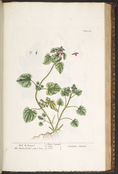 Levy 182, "A Curious Herbal" tekijältä Elizabeth Blackwell