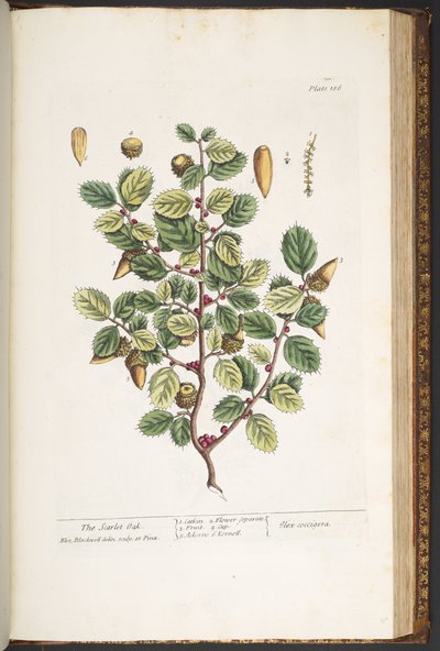 Levy 186, "A Curious Herbal" tekijältä Elizabeth Blackwell