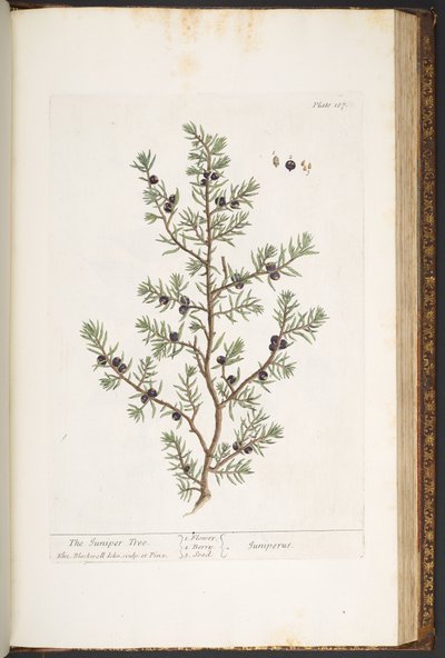 Levy 187, Juniper Tree, "Utelias yrtti" tekijältä Elizabeth Blackwell