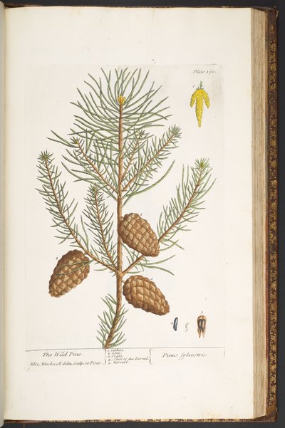 Levy 190, "A Curious Herbal" tekijältä Elizabeth Blackwell