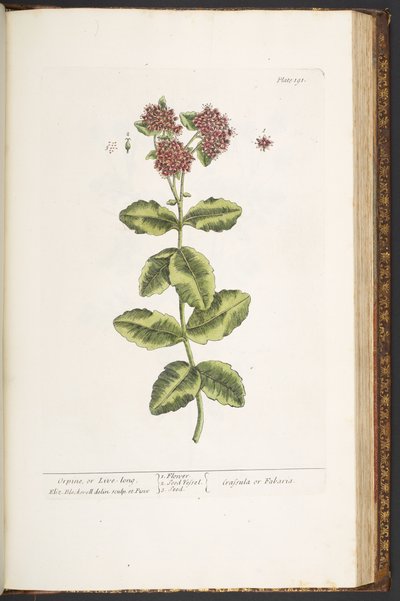 Levy 191, Orpine tai Live-Long, "A Curious Herbal" tekijältä Elizabeth Blackwell