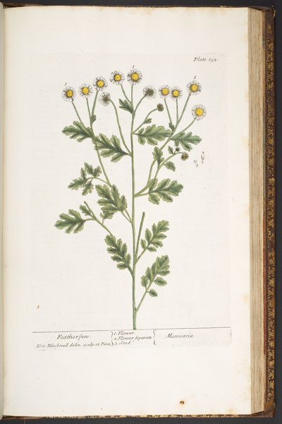 Levy 192, "A Curious Herbal" tekijältä Elizabeth Blackwell