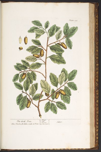 Levy 193, "A Curious Herbal" tekijältä Elizabeth Blackwell