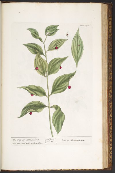 Levy 194, "A Curious Herbal" tekijältä Elizabeth Blackwell