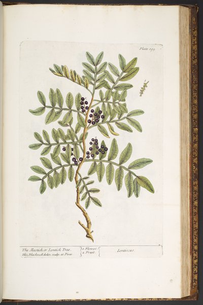 Levy 195, "A Curious Herbal" tekijältä Elizabeth Blackwell