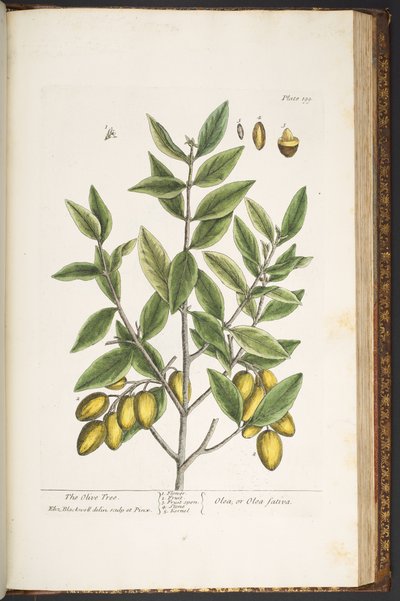 Levy 199, "A Curious Herbal" tekijältä Elizabeth Blackwell