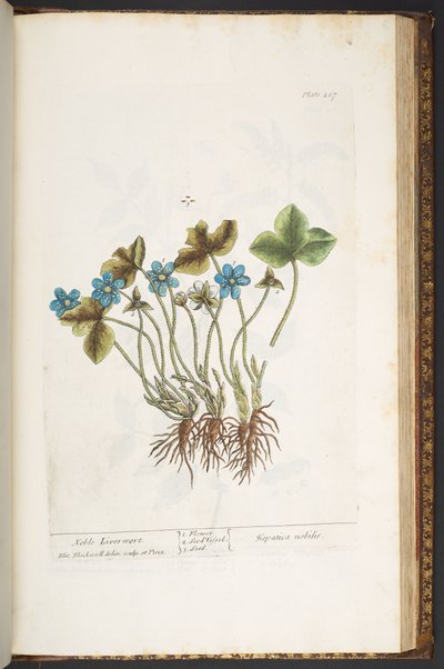 Levy 207, "A Curious Herbal" tekijältä Elizabeth Blackwell