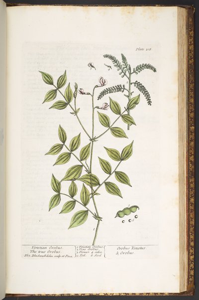 Levy 208, "A Curious Herbal" tekijältä Elizabeth Blackwell