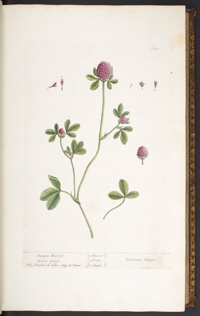 Lauta 20, Purple Trefoil Clover Grass, "A Curious Herbal" tekijältä Elizabeth Blackwell