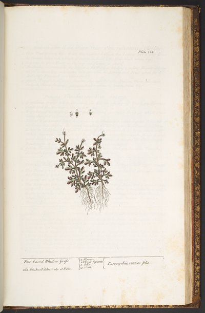 Levy 212, "A Curious Herbal" tekijältä Elizabeth Blackwell