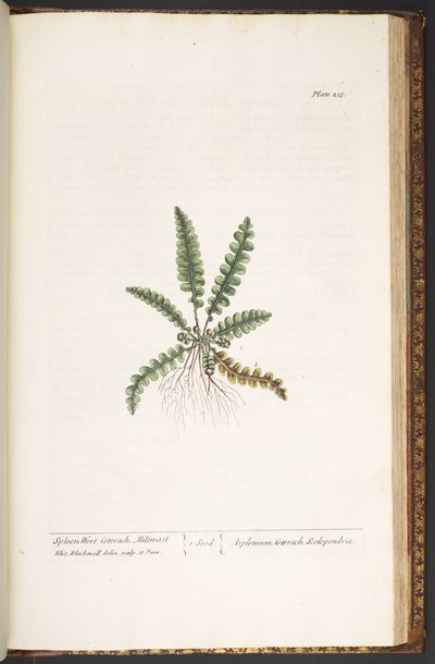 Levy 216, "A Curious Herbal" tekijältä Elizabeth Blackwell