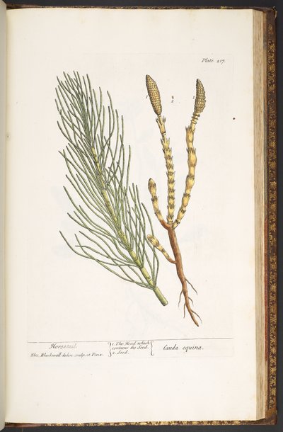 Levy 217, Korte, "A Curious Herbal" tekijältä Elizabeth Blackwell