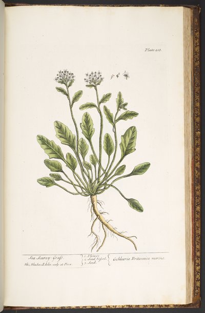 Levy 218, "A Curious Herbal" tekijältä Elizabeth Blackwell