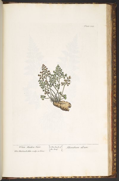 Levy 219, "A Curious Herbal" tekijältä Elizabeth Blackwell