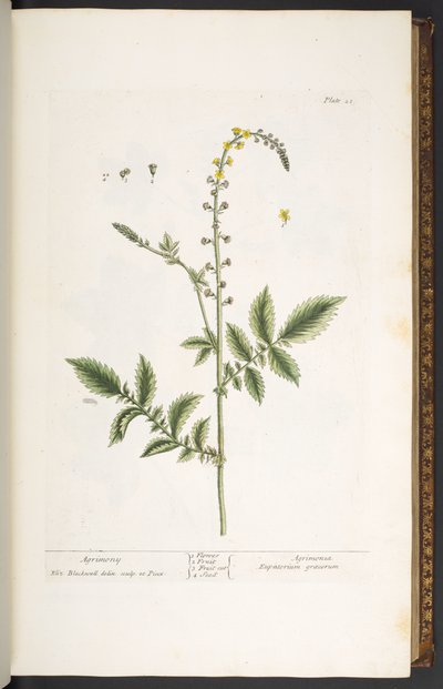 Levy 21, Agrimony, "A Curious Herbal" tekijältä Elizabeth Blackwell