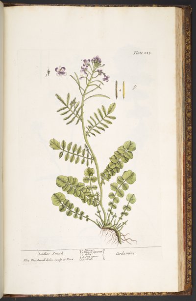 Levy 223, "A Curious Herbal" tekijältä Elizabeth Blackwell