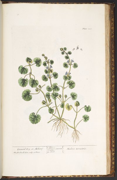 Levy 225, "A Curious Herbal" tekijältä Elizabeth Blackwell
