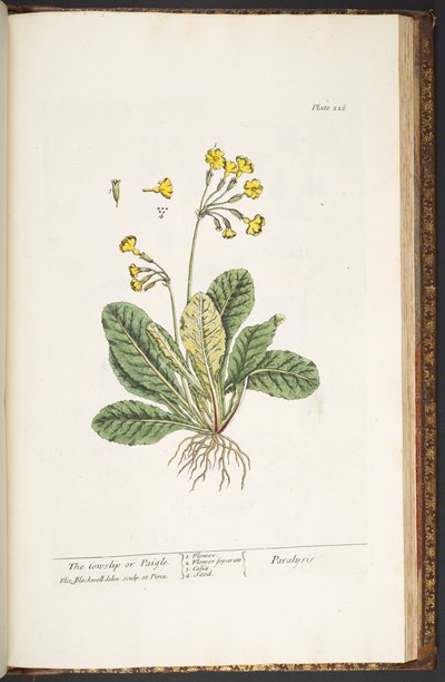 Levy 226, "A Curious Herbal" tekijältä Elizabeth Blackwell