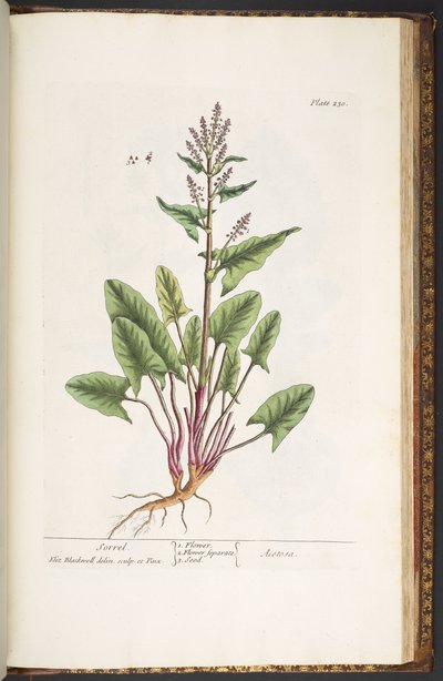 Levy 230, "A Curious Herbal" tekijältä Elizabeth Blackwell