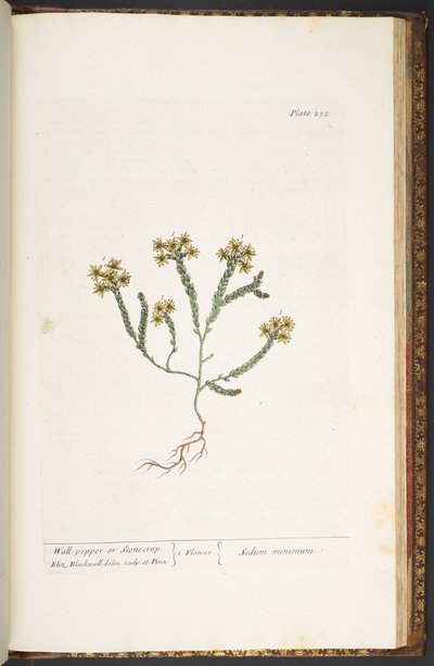 Levy 232, "A Curious Herbal" tekijältä Elizabeth Blackwell