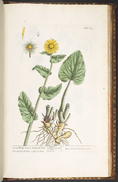 Levy 239, "A Curious Herbal" tekijältä Elizabeth Blackwell