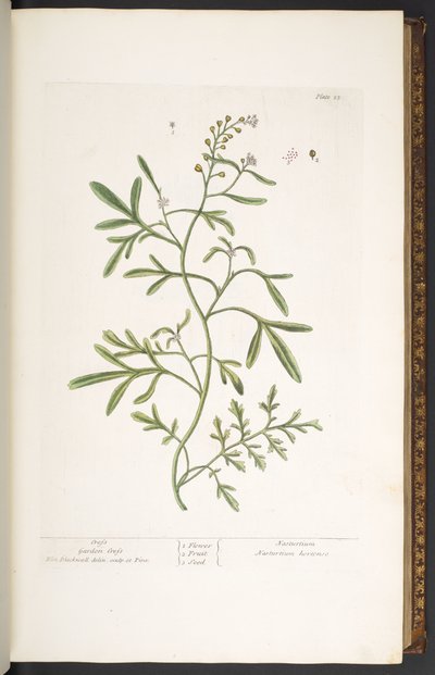 Làmina 23, Garden Cress, de 
