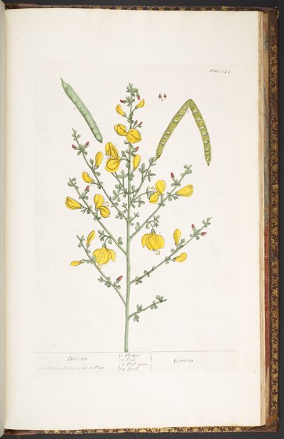 Levy 244, "A Curious Herbal" tekijältä Elizabeth Blackwell