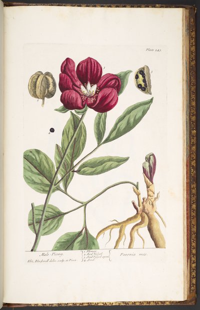 Levy 245, Urospioni, "A Curious Herbal" tekijältä Elizabeth Blackwell