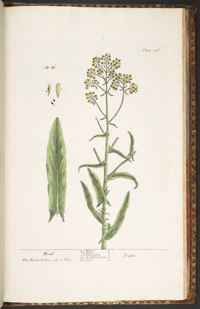 Levy 246, Wodd, "A Curious Herbal" tekijältä Elizabeth Blackwell
